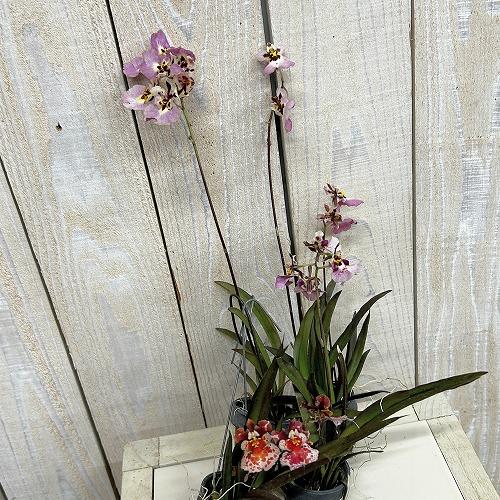 洋ラン　【薄いピンク系】オンシジューム トルムニア※花無しの可能性あり 吊り具付き(個体おまかせ1鉢)　インテリア 室内 おしゃれ 可愛い かわいい | 