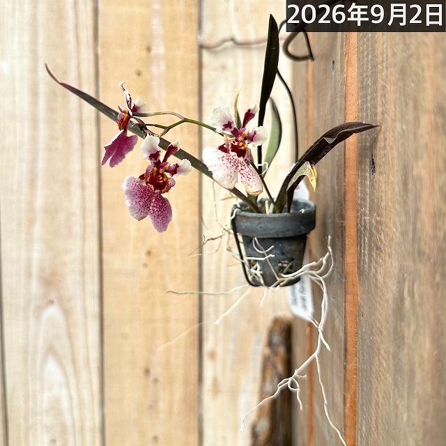 洋ラン　【薄いピンク系】オンシジューム トルムニア※花無しの可能性あり 吊り具付き(個体おまかせ1鉢)　インテリア 室内 おしゃれ 可愛い かわいい |  | 10