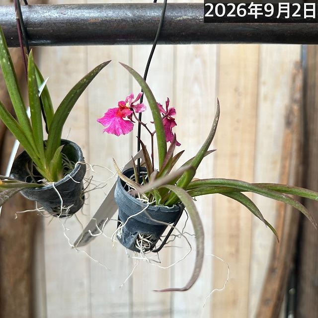 洋ラン　【薄いピンク系】オンシジューム トルムニア※花無しの可能性あり 吊り具付き(個体おまかせ1鉢)　インテリア 室内 おしゃれ 可愛い かわいい |  | 11