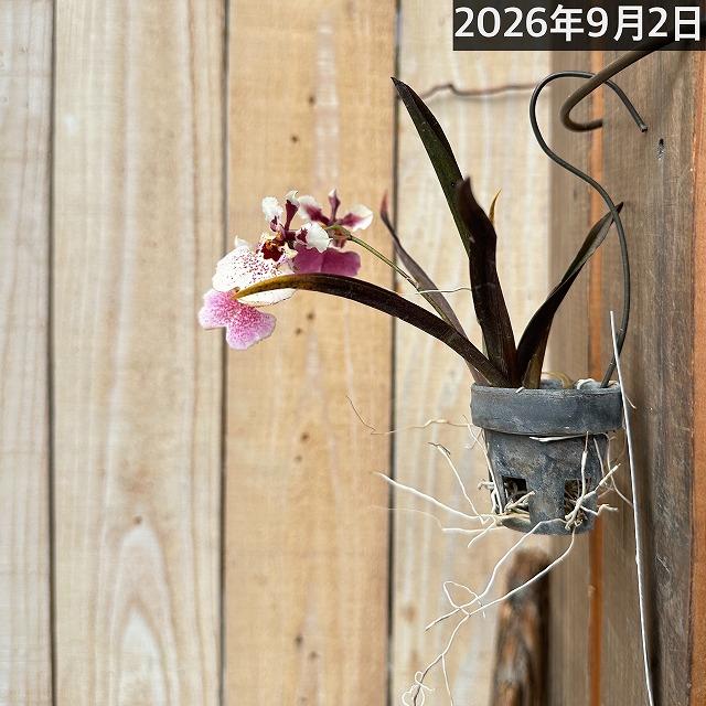 洋ラン　【薄いピンク系】オンシジューム トルムニア※花無しの可能性あり 吊り具付き(個体おまかせ1鉢)　インテリア 室内 おしゃれ 可愛い かわいい |  | 12