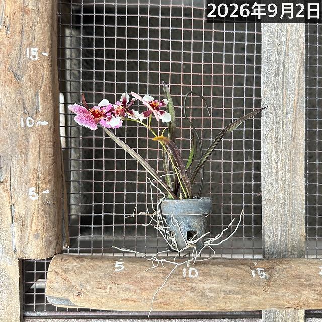洋ラン　【薄いピンク系】オンシジューム トルムニア※花無しの可能性あり 吊り具付き(個体おまかせ1鉢)　インテリア 室内 おしゃれ 可愛い かわいい |  | 13