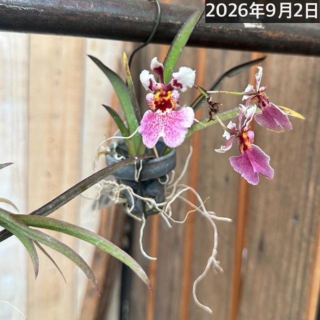 洋ラン　【薄いピンク系】オンシジューム トルムニア※花無しの可能性あり 吊り具付き(個体おまかせ1鉢)　インテリア 室内 おしゃれ 可愛い かわいい |  | 14