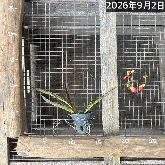 洋ラン　【薄いピンク系】オンシジューム トルムニア※花無しの可能性あり 吊り具付き(個体おまかせ1鉢)　インテリア 室内 おしゃれ 可愛い かわいい |  | 15