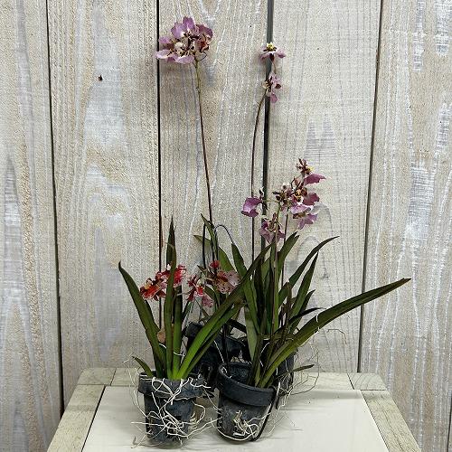洋ラン　【薄いピンク系】オンシジューム トルムニア※花無しの可能性あり 吊り具付き(個体おまかせ1鉢)　インテリア 室内 おしゃれ 可愛い かわいい |  | 01