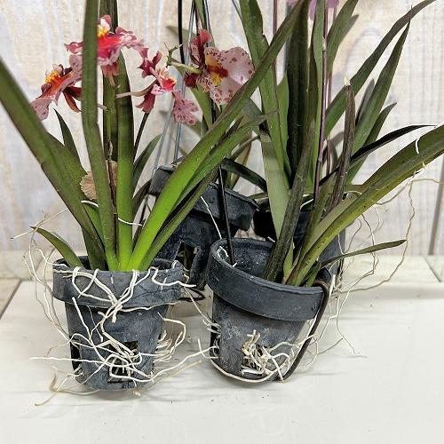 洋ラン　【薄いピンク系】オンシジューム トルムニア※花無しの可能性あり 吊り具付き(個体おまかせ1鉢)　インテリア 室内 おしゃれ 可愛い かわいい |  | 02