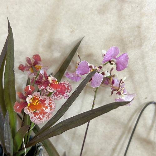 洋ラン　【薄いピンク系】オンシジューム トルムニア※花無しの可能性あり 吊り具付き(個体おまかせ1鉢)　インテリア 室内 おしゃれ 可愛い かわいい |  | 03
