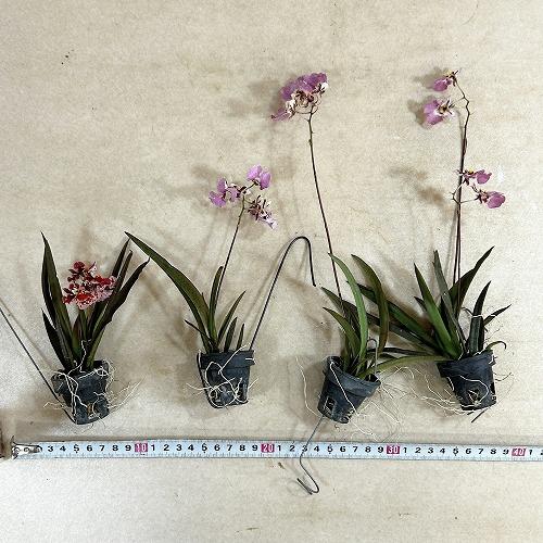 洋ラン　【薄いピンク系】オンシジューム トルムニア※花無しの可能性あり 吊り具付き(個体おまかせ1鉢)　インテリア 室内 おしゃれ 可愛い かわいい |  | 04