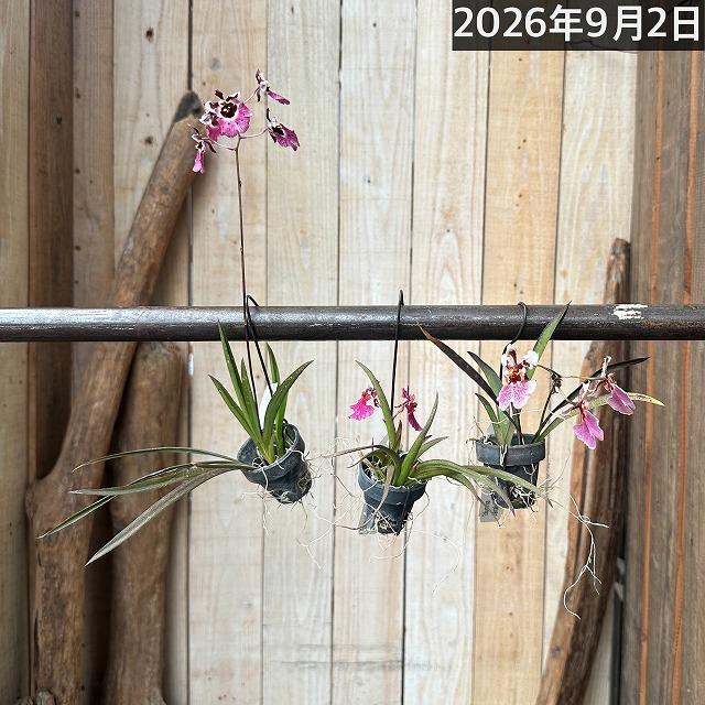 洋ラン　【薄いピンク系】オンシジューム トルムニア※花無しの可能性あり 吊り具付き(個体おまかせ1鉢)　インテリア 室内 おしゃれ 可愛い かわいい |  | 05