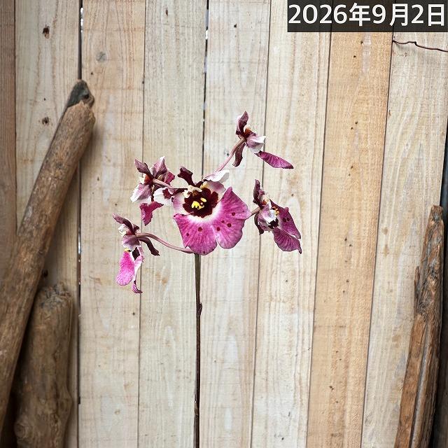 洋ラン　【薄いピンク系】オンシジューム トルムニア※花無しの可能性あり 吊り具付き(個体おまかせ1鉢)　インテリア 室内 おしゃれ 可愛い かわいい |  | 06