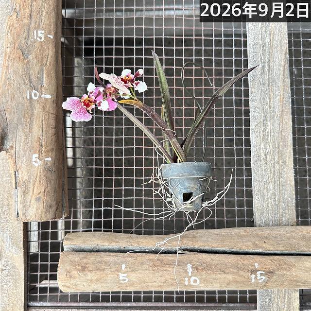 洋ラン　【薄いピンク系】オンシジューム トルムニア※花無しの可能性あり 吊り具付き(個体おまかせ1鉢)　インテリア 室内 おしゃれ 可愛い かわいい |  | 07