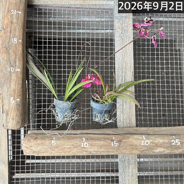 洋ラン　【薄いピンク系】オンシジューム トルムニア※花無しの可能性あり 吊り具付き(個体おまかせ1鉢)　インテリア 室内 おしゃれ 可愛い かわいい |  | 08