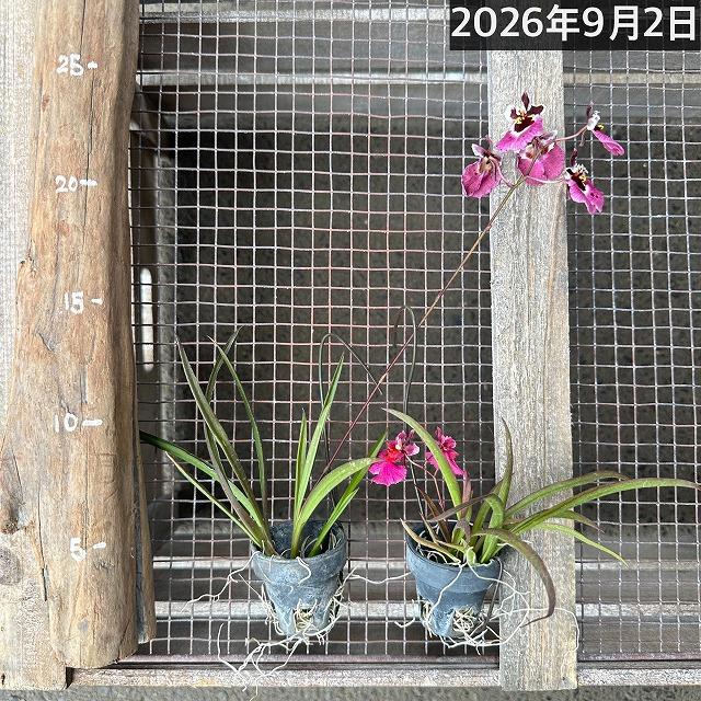 洋ラン　【薄いピンク系】オンシジューム トルムニア※花無しの可能性あり 吊り具付き(個体おまかせ1鉢)　インテリア 室内 おしゃれ 可愛い かわいい |  | 09