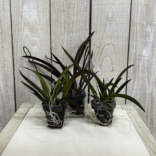 洋ラン　【花色未確認】オンシジューム トルムニア※花無しの可能性あり 吊り具付き(個体おまかせ1鉢)　インテリア 室内 おしゃれ 可愛い かわいい |  | 01