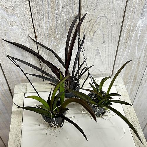 洋ラン　【花色未確認】オンシジューム トルムニア※花無しの可能性あり 吊り具付き(個体おまかせ1鉢)　インテリア 室内 おしゃれ 可愛い かわいい |  | 02