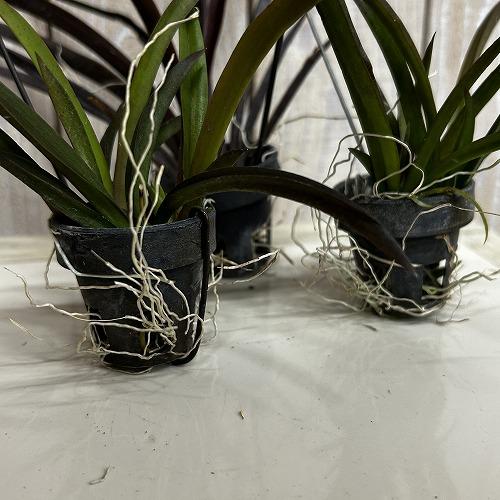洋ラン　【花色未確認】オンシジューム トルムニア※花無しの可能性あり 吊り具付き(個体おまかせ1鉢)　インテリア 室内 おしゃれ 可愛い かわいい |  | 03