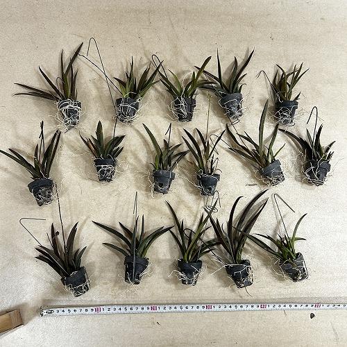 洋ラン　【花色未確認】オンシジューム トルムニア※花無しの可能性あり 吊り具付き(個体おまかせ1鉢)　インテリア 室内 おしゃれ 可愛い かわいい |  | 04