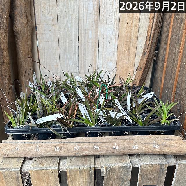 洋ラン　【花色未確認】オンシジューム トルムニア 吊り具付き(個体おまかせ1鉢)　洋蘭ガチャ インテリア 室内 おしゃれ 可愛い かわいい |  | 05