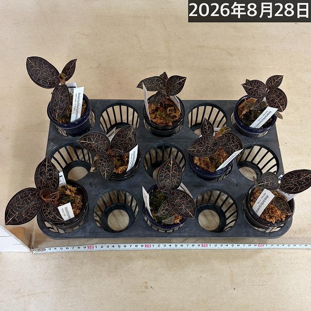 洋ラン　ジュエルオーキッド アネクトキルス バーマニカス 2.5号底面給水(個体おまかせ1鉢)　インテリア 室内 おしゃれ 可愛い かわいい |  | 10