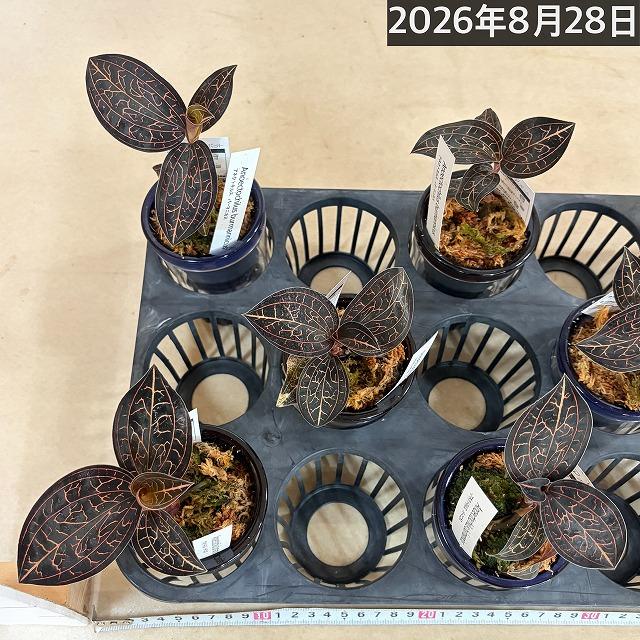洋ラン　ジュエルオーキッド アネクトキルス バーマニカス 2.5号底面給水(個体おまかせ1鉢)　インテリア 室内 おしゃれ 可愛い かわいい |  | 11
