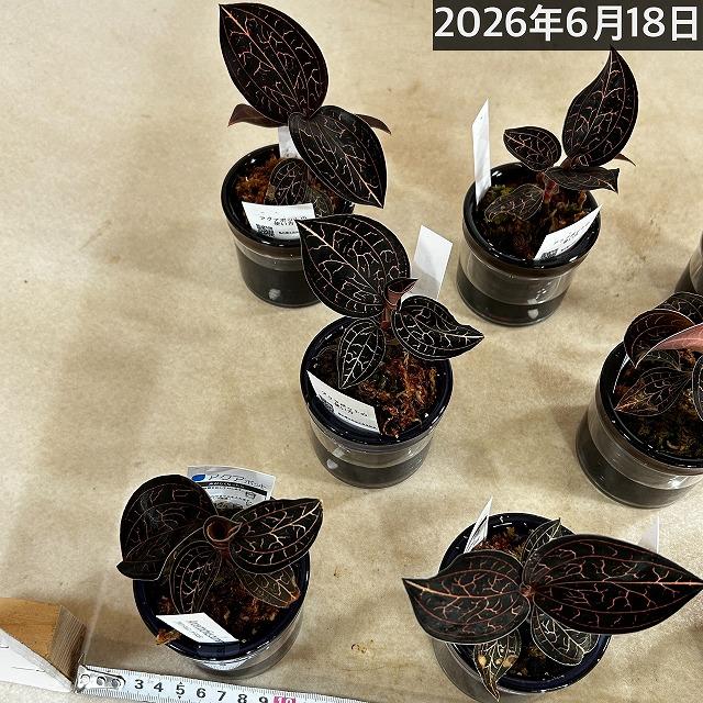 洋ラン ジュエルオーキッド アネクトキルス バーマニカス 2.5号底面