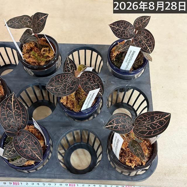 洋ラン　ジュエルオーキッド アネクトキルス バーマニカス 2.5号底面給水(個体おまかせ1鉢)　インテリア 室内 おしゃれ 可愛い かわいい |  | 12