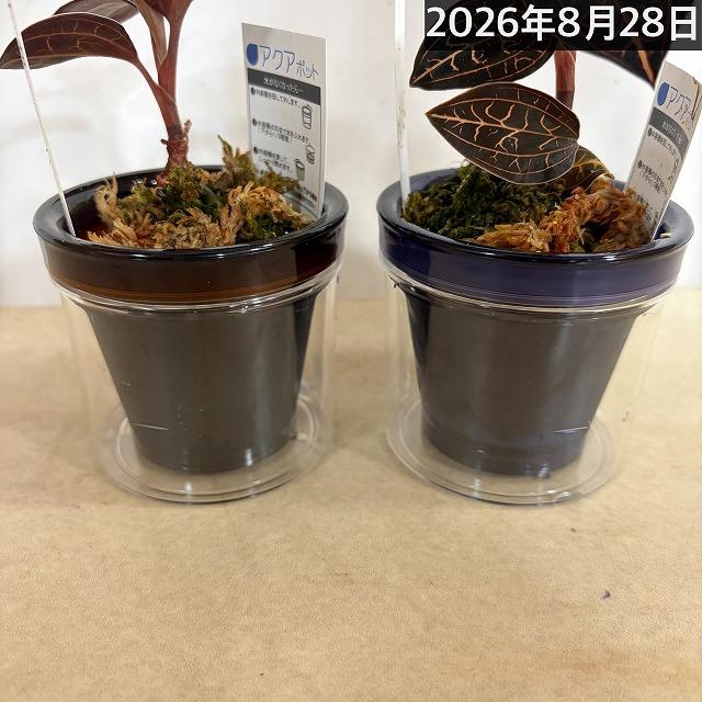 洋ラン　ジュエルオーキッド アネクトキルス バーマニカス 2.5号底面給水(個体おまかせ1鉢)　インテリア 室内 おしゃれ 可愛い かわいい |  | 08