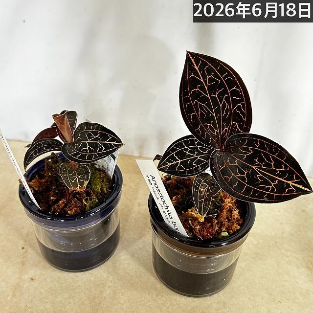洋ラン ジュエルオーキッド アネクトキルス バーマニカス 2.5号底面