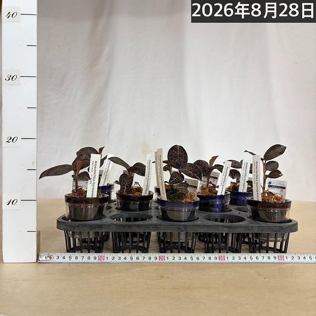 洋ラン　ジュエルオーキッド アネクトキルス バーマニカス 2.5号底面給水(個体おまかせ1鉢)　インテリア 室内 おしゃれ 可愛い かわいい |  | 09