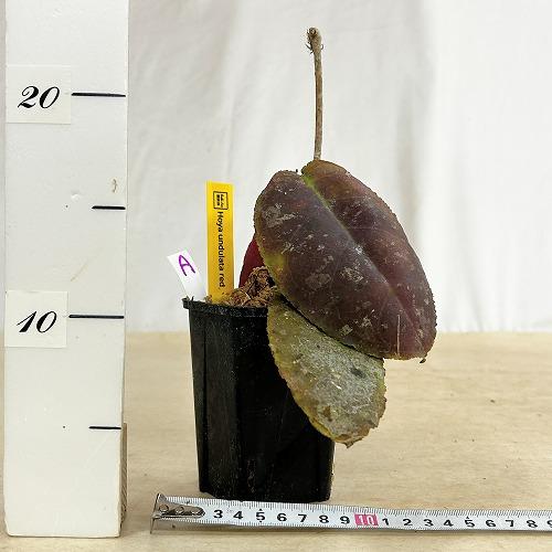 セール ホヤ 美斑入りウンデュラータ Hoya Undulata サクララン 直販サイト