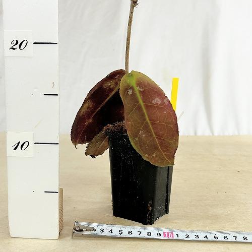 セール ホヤ 美斑入りウンデュラータ Hoya Undulata サクララン 直販サイト