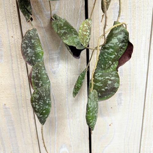 観葉植物ホヤ　インブリカータ 観葉植物 ホヤ インブリカータ 長尺吊り仕立て(現品) インテリア 室内