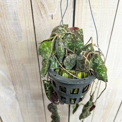 観葉植物 ホヤ インブリカータ 長尺吊り仕立て(現品) インテリア 室内 
