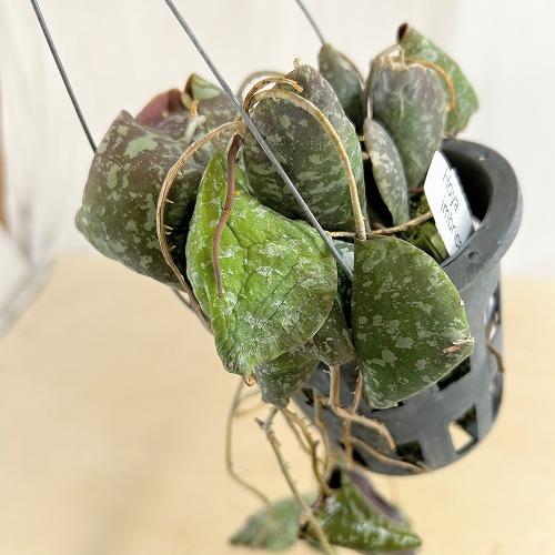 観葉植物 ホヤ インブリカータ 長尺吊り仕立て(現品) インテリア 室内