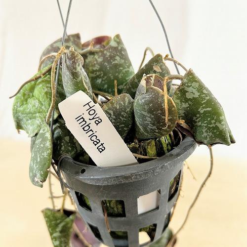 観葉植物 ホヤ インブリカータ 長尺吊り仕立て(現品) インテリア 室内 