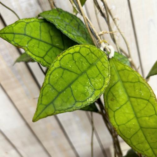 観葉植物 ホヤ フィンレイソニー 長尺吊り仕立て(現品) インテリア