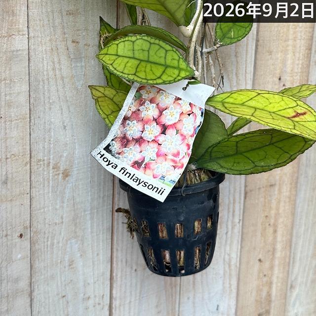観葉植物 ホヤ フィンレイソニー 長尺吊り仕立て(現品) インテリア
