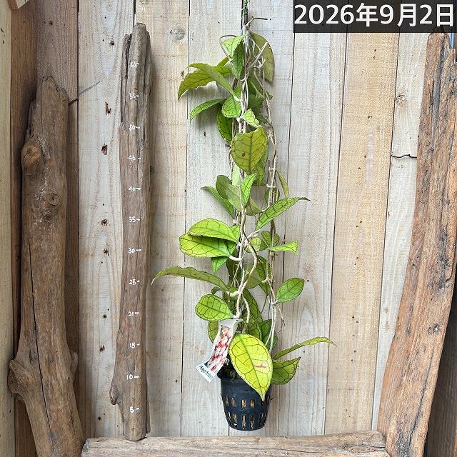 観葉植物 ホヤ フィンレイソニー 長尺吊り仕立て(現品) インテリア