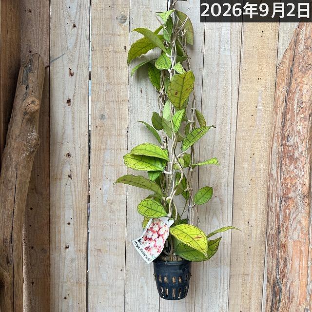 観葉植物 ホヤ フィンレイソニー 長尺吊り仕立て(現品) インテリア