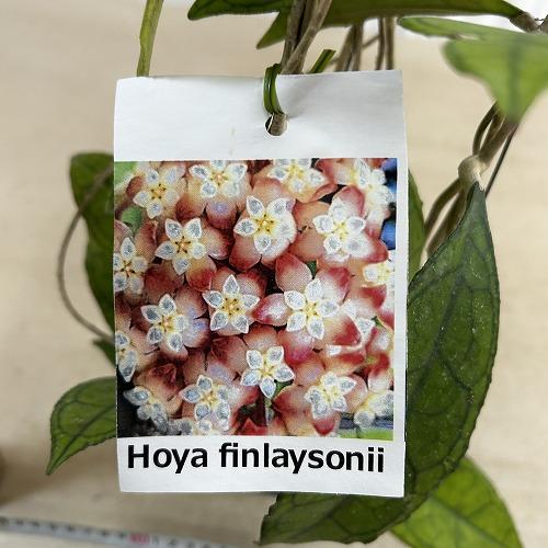 観葉植物 ホヤ フィンレイソニー 長尺吊り仕立て(現品) インテリア