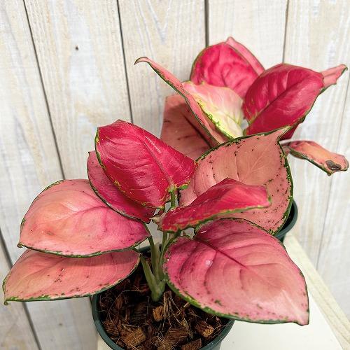 観葉植物 アグラオネマ コットンキャンディー 3.5号スリット鉢(個体