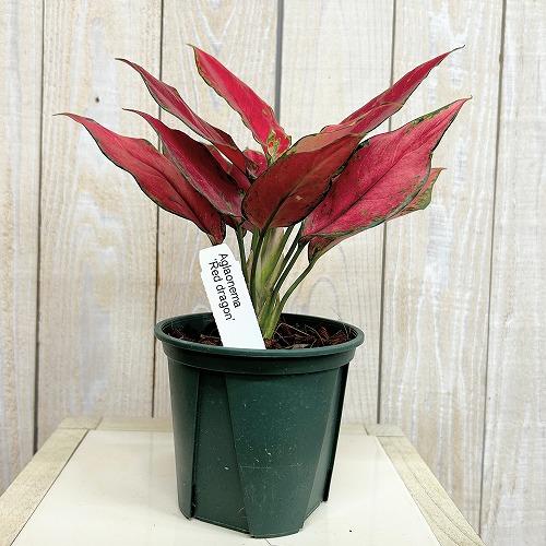 観葉植物 アグラオネマ レッドドラゴン 3.5号スリット鉢(個体おまかせ1