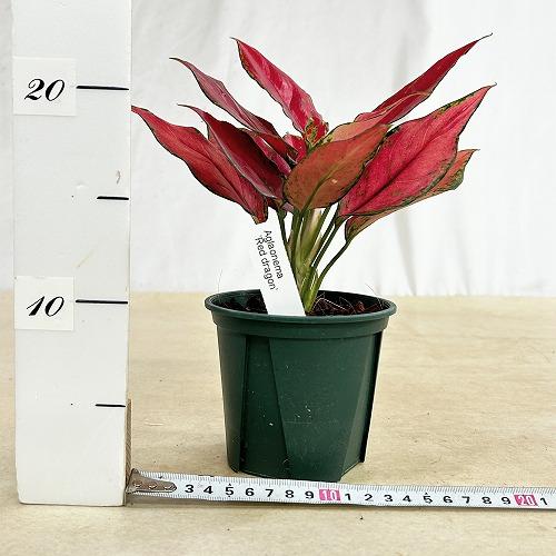 観葉植物 アグラオネマ レッドドラゴン 3.5号スリット鉢(個体おまかせ1 