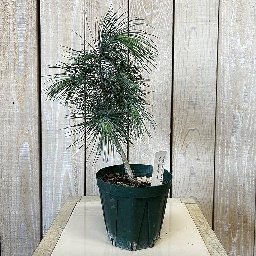 庭木苗　マルチネスピニョン松(マクシピニョン松) 3.5号スリット鉢(現品)　インテリア 室内 おしゃれ 可愛い かわいい |  | 01