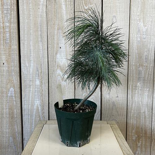 庭木苗　マルチネスピニョン松(マクシピニョン松) 3.5号スリット鉢(現品)　インテリア 室内 おしゃれ 可愛い かわいい |  | 02