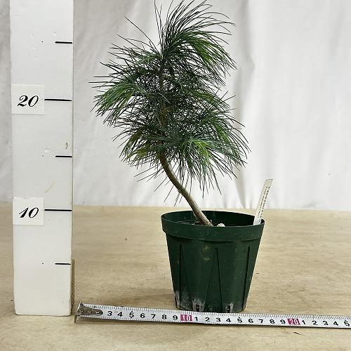 庭木苗　マルチネスピニョン松(マクシピニョン松) 3.5号スリット鉢(現品)　インテリア 室内 おしゃれ 可愛い かわいい |  | 05