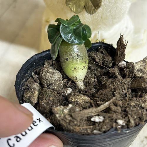 塊根植物 獅子葉アデニウム ドーセットホーン 2号ポット(個体おまかせ1