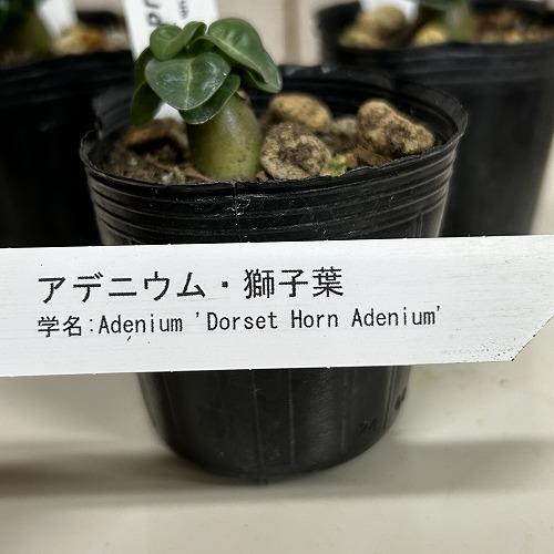 塊根植物 獅子葉アデニウム ドーセットホーン 2号ポット(個体おまかせ1
