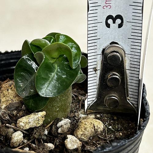 塊根植物 獅子葉アデニウム ドーセットホーン 2号ポット(個体おまかせ1