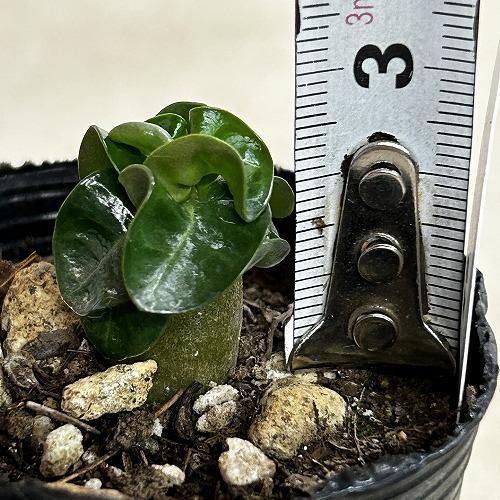 塊根植物 獅子葉アデニウム ドーセットホーン 2号ポット(個体おまかせ1
