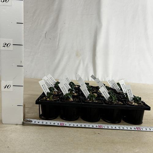 塊根植物　獅子葉アデニウム ドーセットホーン 2号ポット(個体おまかせ1鉢)　インテリア 室内 おしゃれ 可愛い かわいい |  | 07